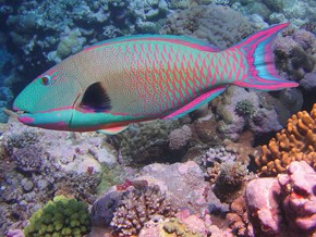 corais amazonia04