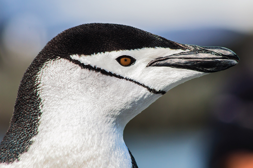 Eestacao antartica