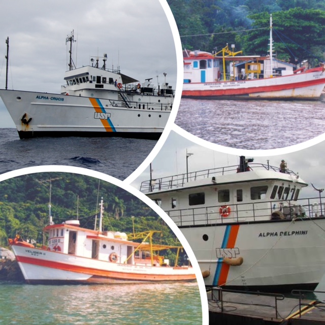 embarcações IOUSO as 4 Crucis Delphini