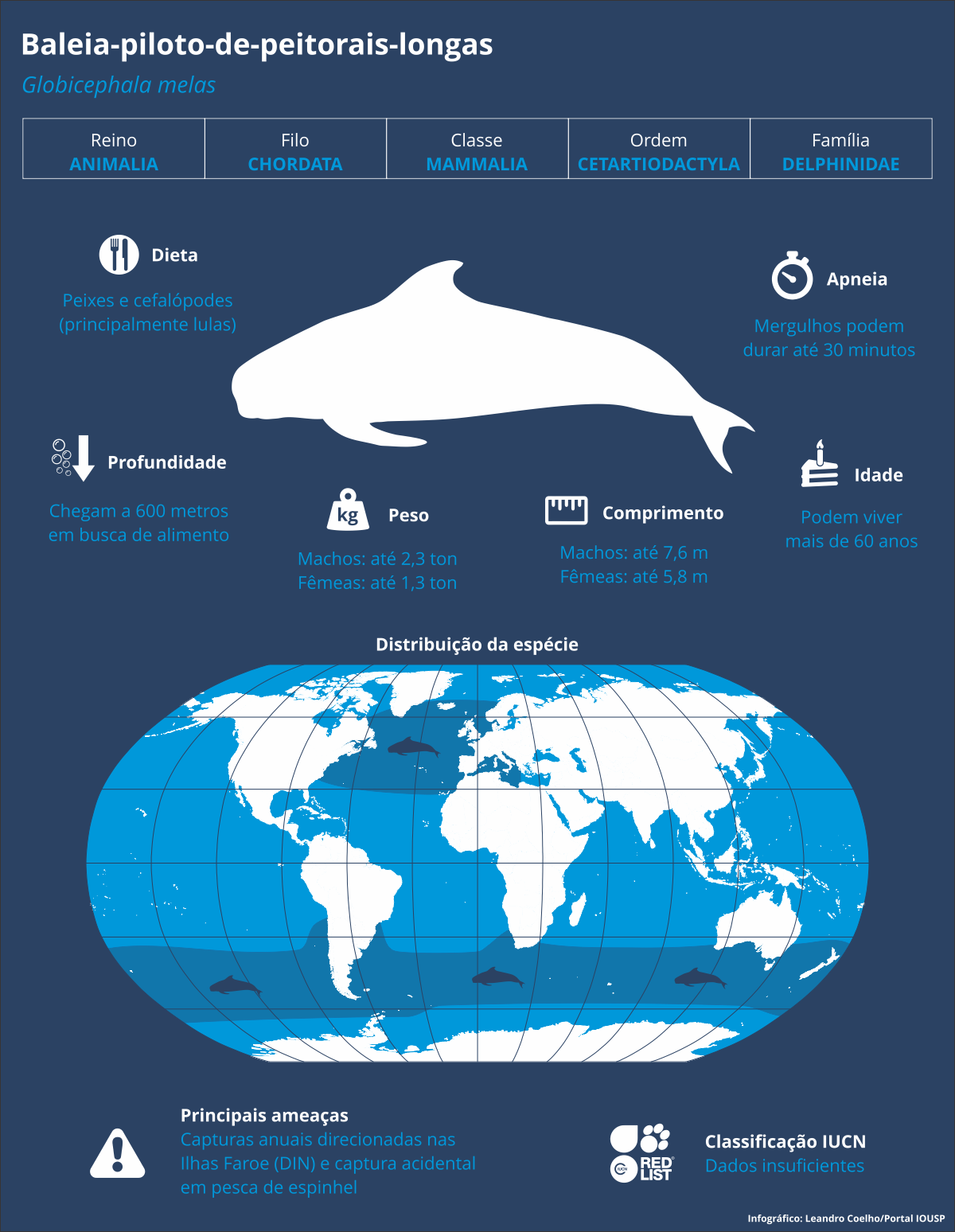 infogr baleia piloto iousp