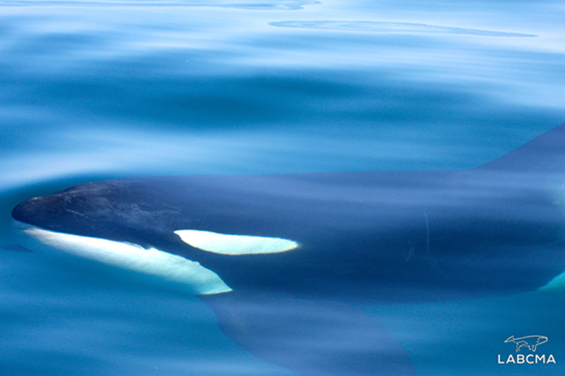 labcma dia oceanografo