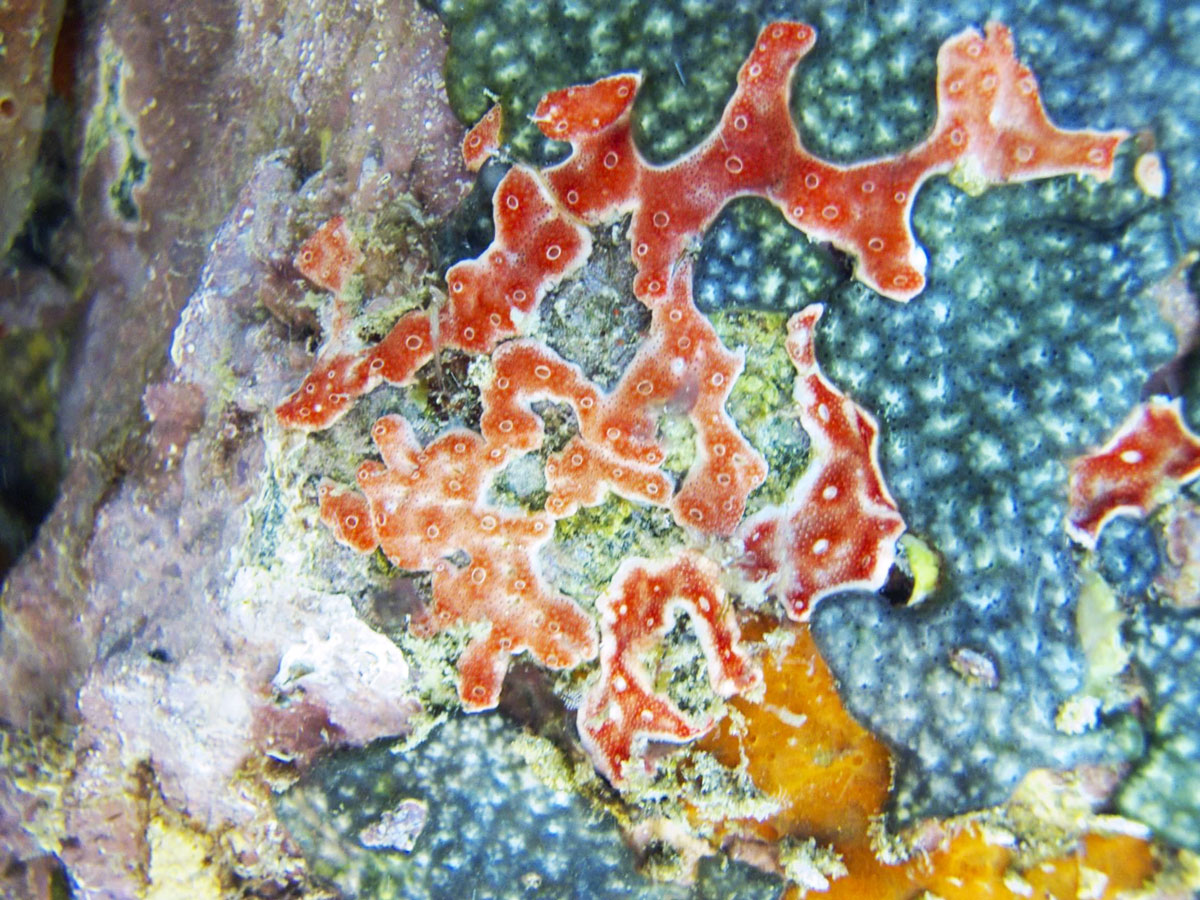 interacoes ecologicas01